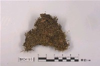 藏品(黃灰苔)的圖片